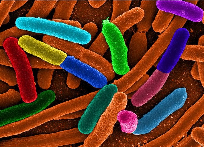 Microbiote : une métropole dans nos entrailles